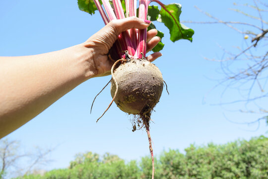 Female holding hoemgrown vegetable Beetroot veggie. Fresh organic vegetable in natural environment outdoor background. Indian asian vegetables