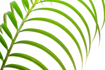 
Green palm leaves isolated on the white background