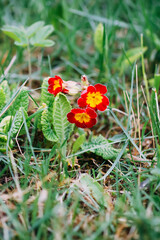 Multicolor Primrose or primula vulgaris first spring flowers in spring garden.