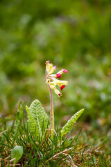 Pink Cowslip flowers or Primula veris flowers.