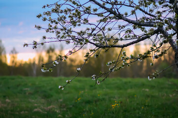 Blooming tree branches on evening sky background in spring garden.