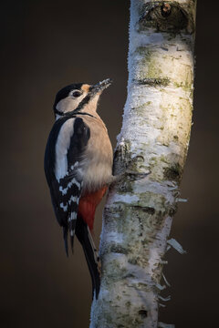 The Great Spotted Woodpecker, Dendrocopos major is sitting on the branch of tree, somewhere in the forest, colorful background and nice soft light, winter picture with snow