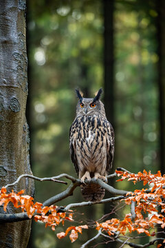 The Eurasian Eagle-Owl, Bubo bubo is perched on the branch in the autumn dark forest.