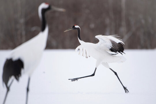 The Red-crowned crane, Grus japonensis The crane is dancing in beautiful artick winter environment Japan Hokkaido Wildlife scene from Asia nature.