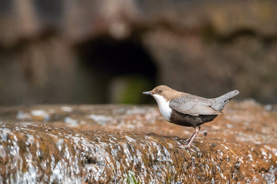 The White-throated dipper, Cinclus cinclus  The bird is perched in the creek in colorful forest in the spring Europe Czech Republic Wildlife nature scene. During nesting season, clear runnig water..