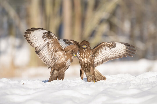 The Common Buzzard, Buteo buteo is preparing for the fight in the snow in winter environment of Czech wildlife.