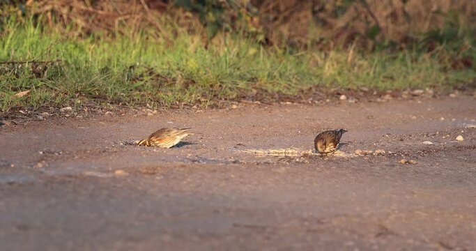 grive mauvis (Turdus iliacus) s'abreuvant dans une flaque d'eau