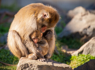 Naklejka na ściany i meble monkey tenderly holding her baby