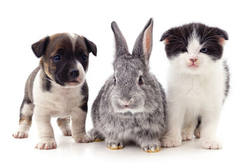 Kitten and puppy and rabbit.