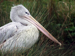 Pink-backed Pelican, Pelecanus rufescens close up of beak and head