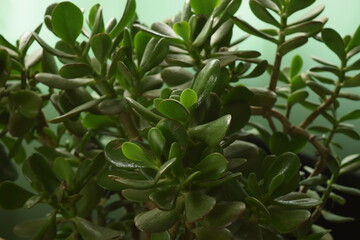 Beautiful green plants in the home garden.