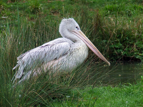 Pink-backed Pelican, Pelecanus rufescens standing in a swamp
