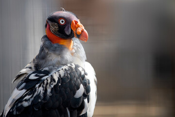 King Vulture sitting on a perch