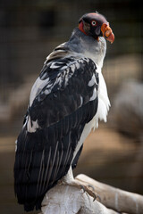 King Vulture sitting on a perch