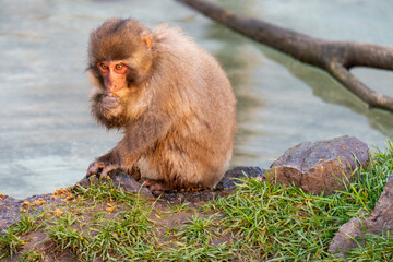 Macaque monkey sitting on edge of water 