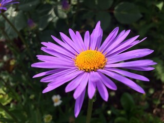 Obraz premium Purple Chamomile