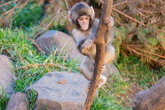 monkey in a tree.  Small animal