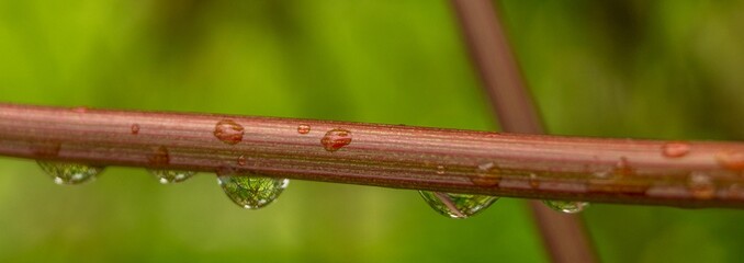 close up of thorns