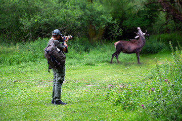Wildlife photographer in camouflage clothing takes a photograph of a male wild deer in the forest. The full-length man points the telephoto lens towards the animal.