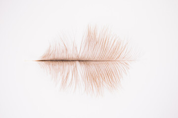 beautiful ostrich feather on white background
