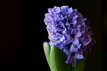 Background with flower - beautiful purple hyacinths	