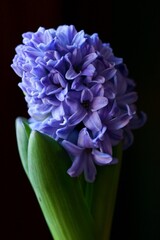 Background with flower - beautiful purple hyacinths	