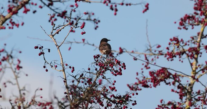 grive mauvis (Turdus iliacus) mangeant des baies