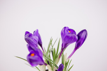 lilac crocus on a white background in spring blooms