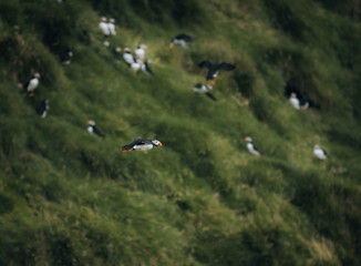 Atlantic Puffin or Common Puffin, Fratercula arctica, in flight on Mykines, Faroe Islands