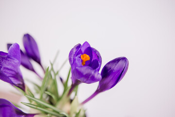 lilac crocus on a white background in spring blooms