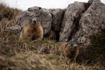 marmot in the mountains