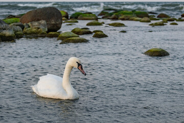 swan at dusk