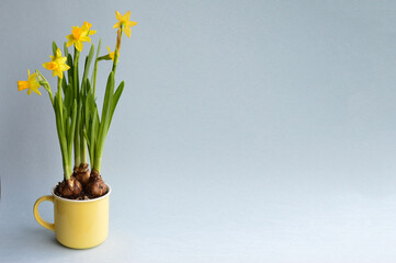 Daffodil flowers in a yellow mug. Selective focus. Easter background