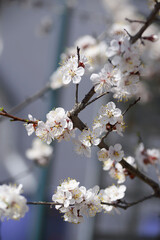 blooming apricot tree in the garden