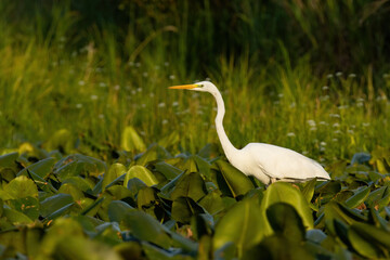 Great egret, ardea alba, waiting for fish in wetland in summer sunset. White bird with long neck and yellow beak fishing in marsh. Feathered animal hunding in water lilies.