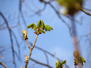 willow branch with catkins