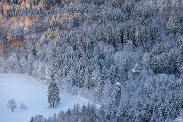 snow covered pine trees
