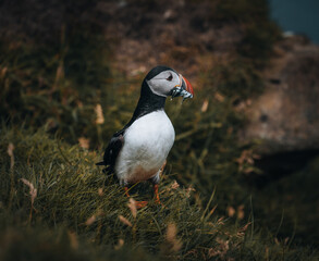 Puffin Fratercula arctica with beek full of eels and herring fish on its way to nesting burrow in breeding colony