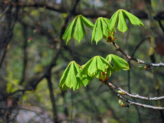 leaves on the tree
