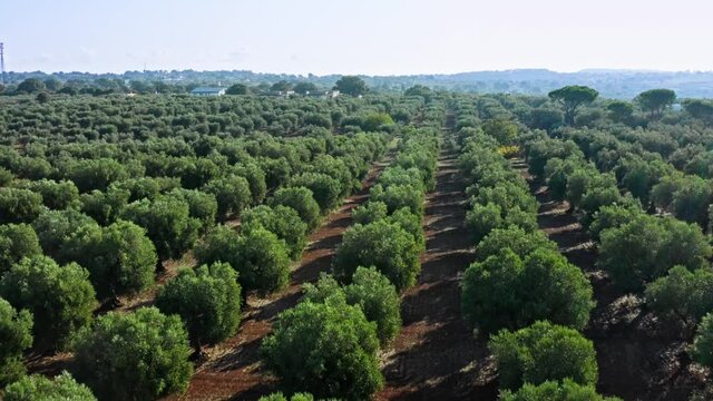 Olive groves for the production of extra virgin olive oil in Puglia, Italy. Aerial view.