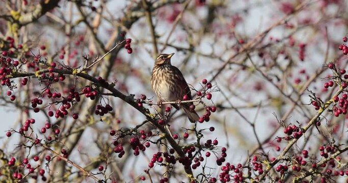 grive mauvis (Turdus iliacus) mangeant des baies d'aub&eacute;pine