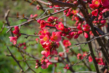 Branch with flowers of Chaenomeles japonica (Cydonia) on the green background out of focus. Bush with red flowers. Flowers and buds on the branch.