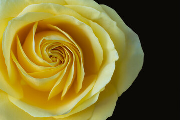 Close up of yellow rose on black background