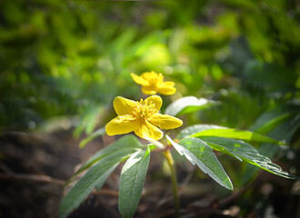 Sunny yellow flowers in the middle of the spring forest