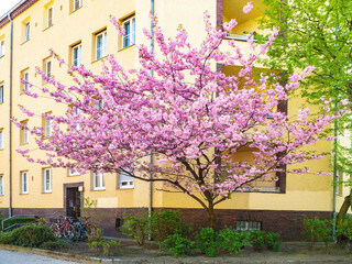 Fototapeta na wymiar Blossom pink sakura tree on the streets of city