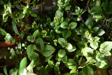 Green house plants.