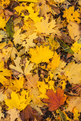USA, Massachusetts, Cape Ann, Gloucester. Autumn foliage.