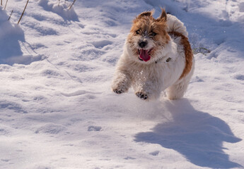 A happy dog ​​runs with his tongue outstretched in the snow