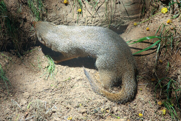 rodent in the zoo