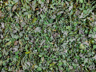 Chopped dry parsley leaves texture and background